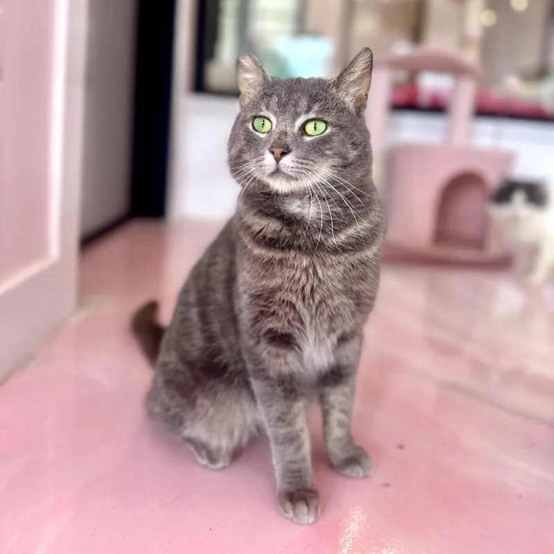 An adult medium-sized male Gray / Blue / Silver Domestic Short Hair cat named John Jacob Jingleheimer Schmidt for adoption in Forest Park, IL