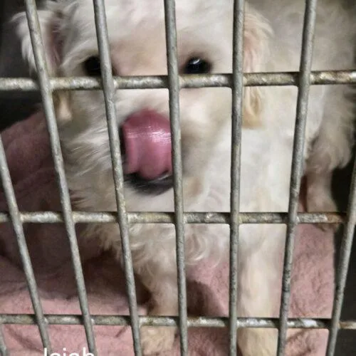 A young small-sized male Yellow / Tan / Blond / Fawn Miniature Schnauzer dog named Isaiah Hartenstein for adoption in Broken Arrow, OK