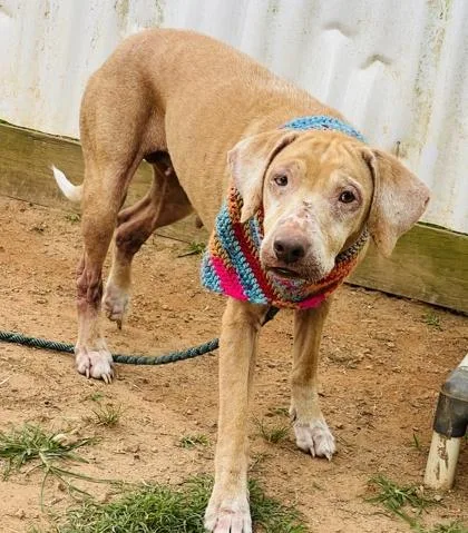 A senior large-sized female Coonhound dog named Ellie $ for adoption in Seneca, SC