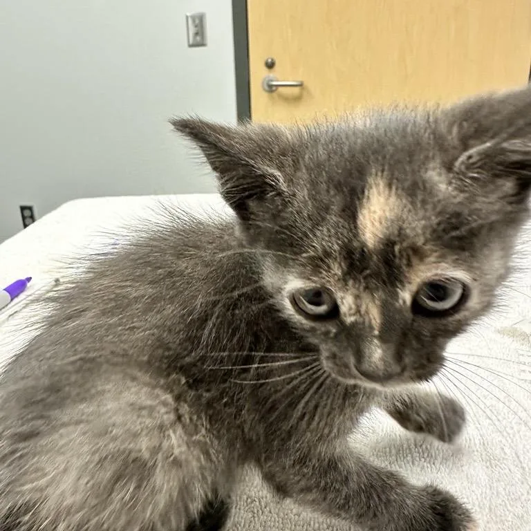 A baby small-sized female Orange / Red Domestic Short Hair cat named Coral for adoption in Jacksonville, FL