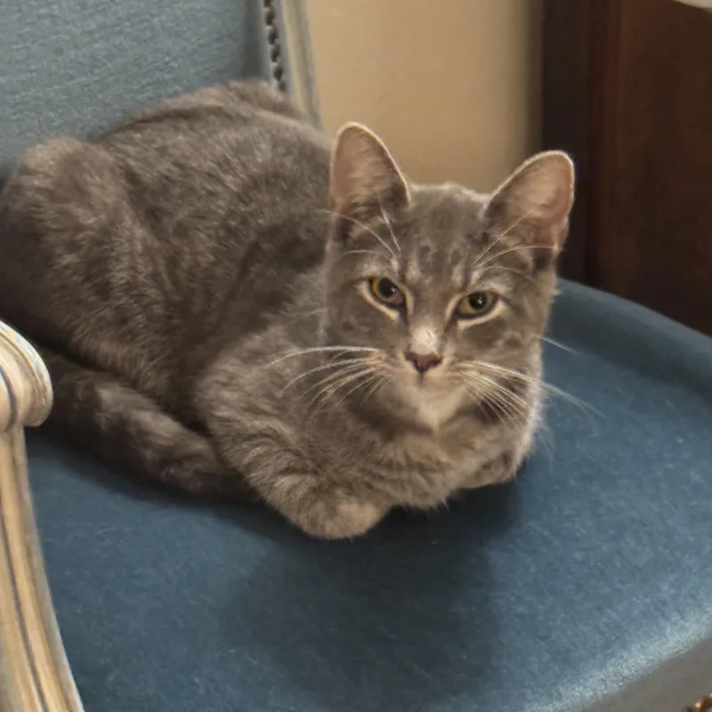 A young medium-sized male Domestic Short Hair cat named Friday for adoption in Granby, CT