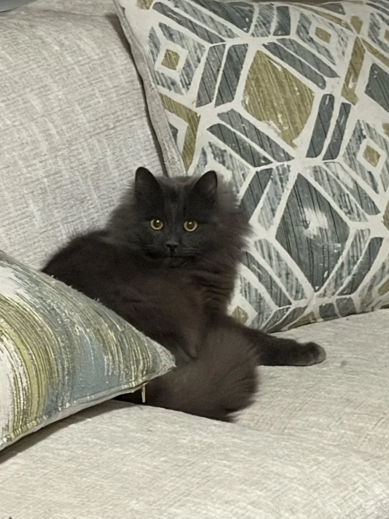 An adult medium-sized male Gray / Blue / Silver Domestic Long Hair cat named Pillsbury Doughboy for adoption in Fayetteville, NC