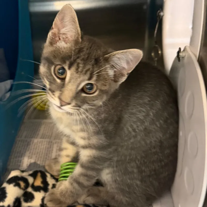 A baby small-sized male Gray / Blue / Silver Domestic Short Hair cat named Cucumber for adoption in Waukesha, WI