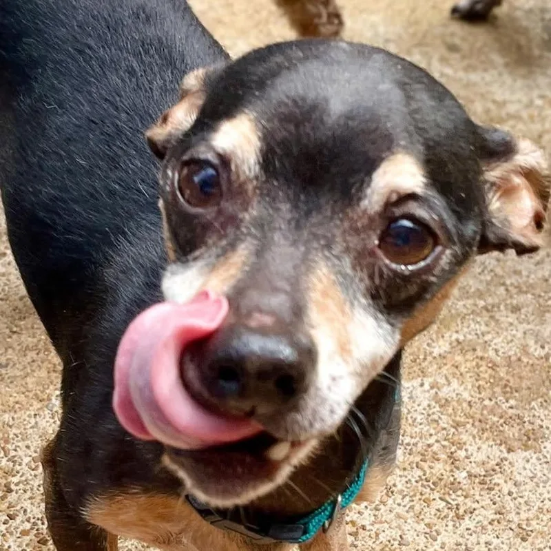 A senior small-sized male Black Miniature Pinscher dog named Fritter for adoption in Hopkinton, MA