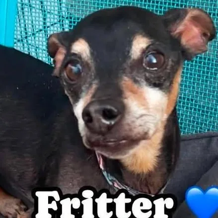 Fritter thumbnail 3