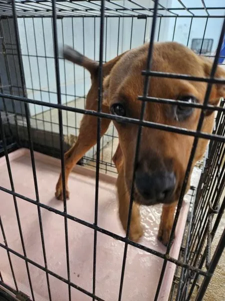 A baby small-sized female Pit Bull Terrier dog named Victoria for adoption in Mobile, AL