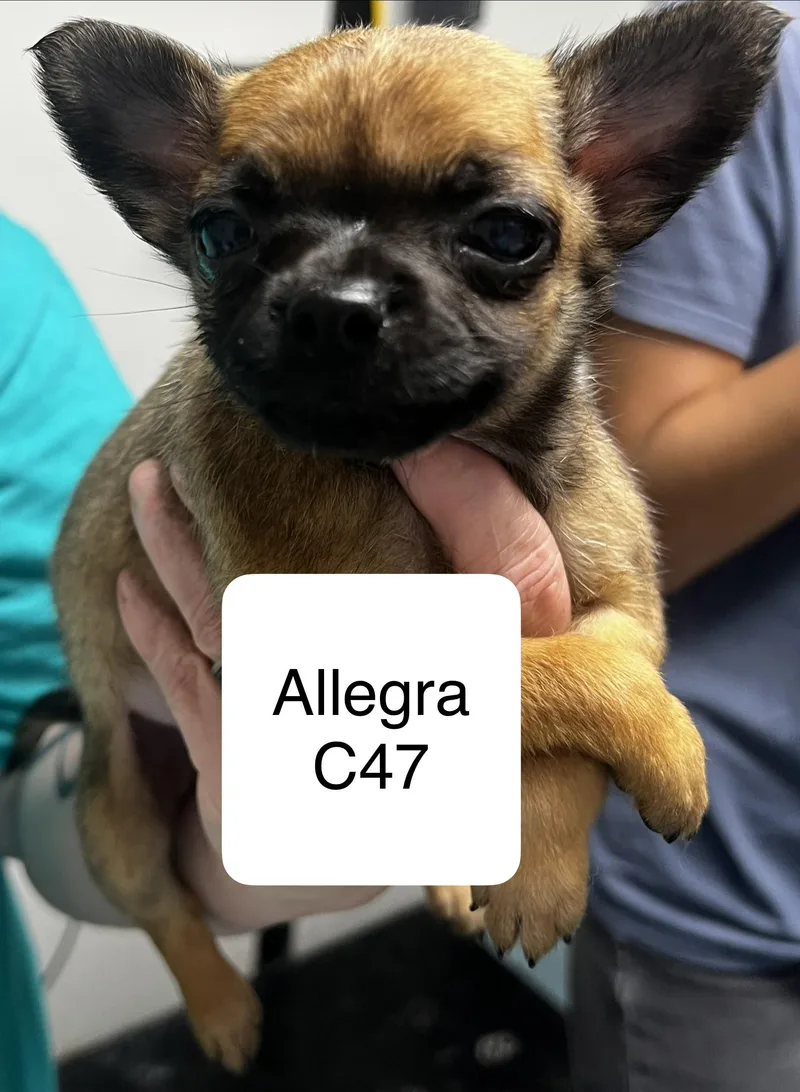 A baby small-sized female Black Chihuahua dog named Allegra for adoption in Morganton, NC