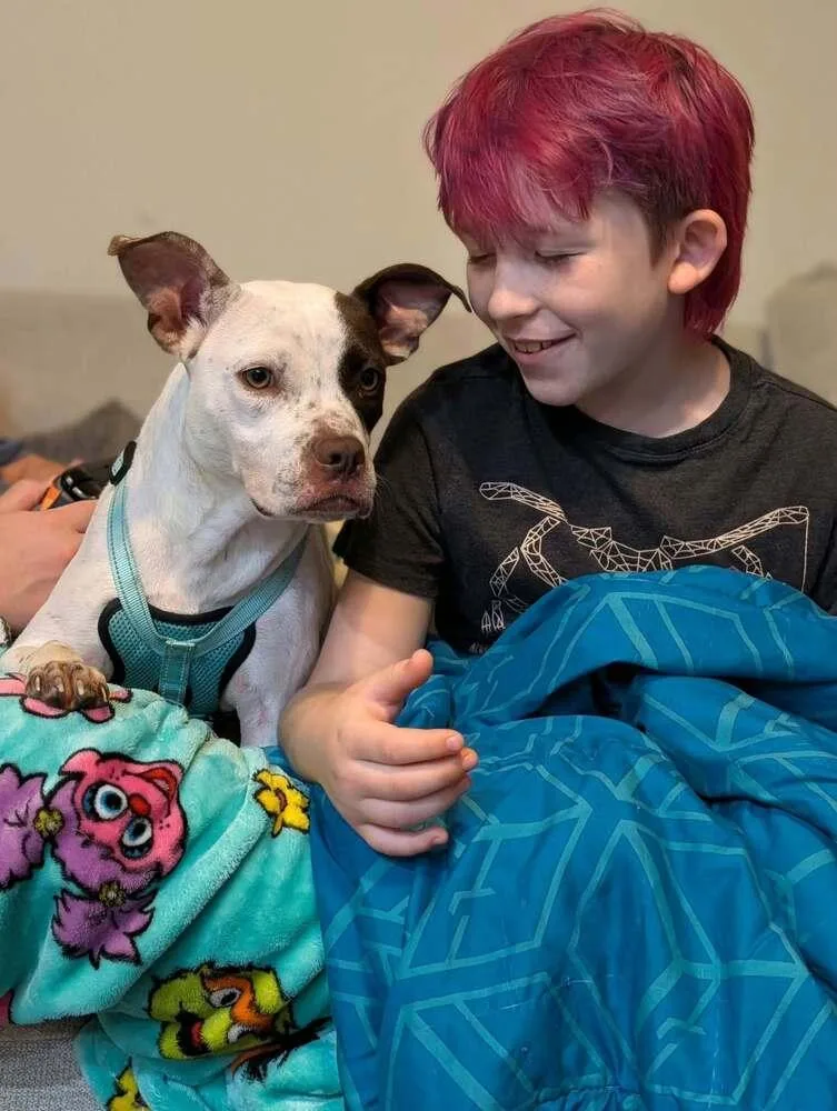 An adult medium-sized female Pit Bull Terrier dog named Angel Lena for adoption in Aurora, IN