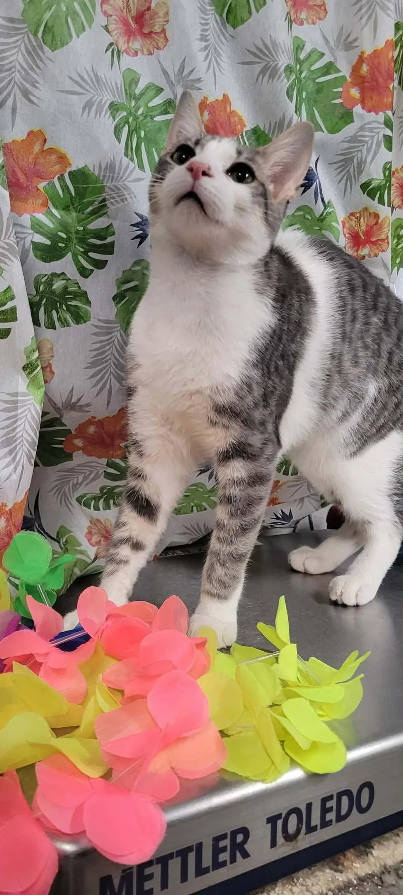 A young medium-sized male Tabby (Gray / Blue / Silver) Domestic Short Hair cat named Sage for adoption in Caro, MI