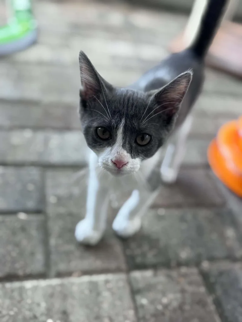 A baby small-sized male Gray & White Domestic Short Hair cat named Shere Khan for adoption in Myakka City, FL