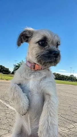 A baby small-sized female Terrier dog named Nichole for adoption in Santa Rosa, CA
