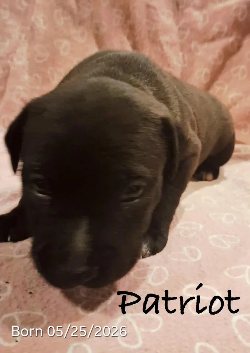 Patriot Patty thumbnail 3