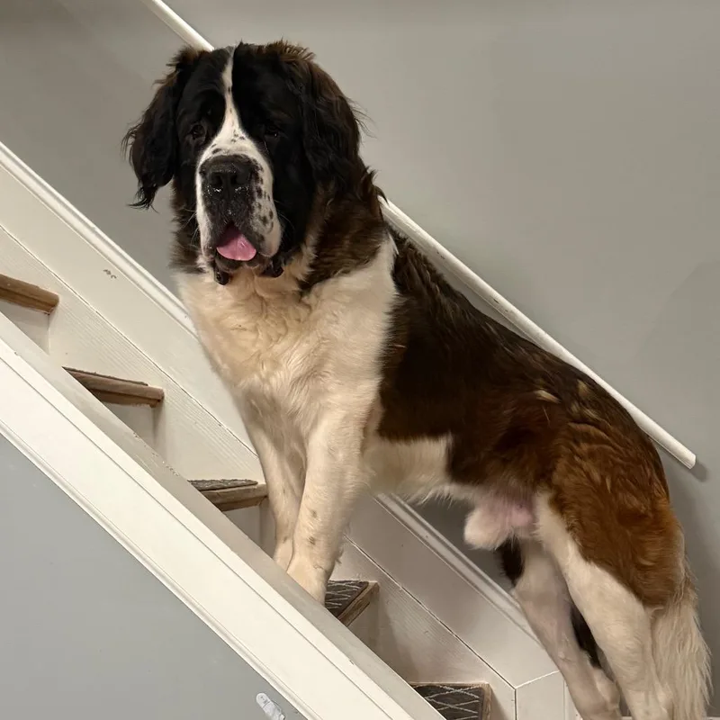 Hank
