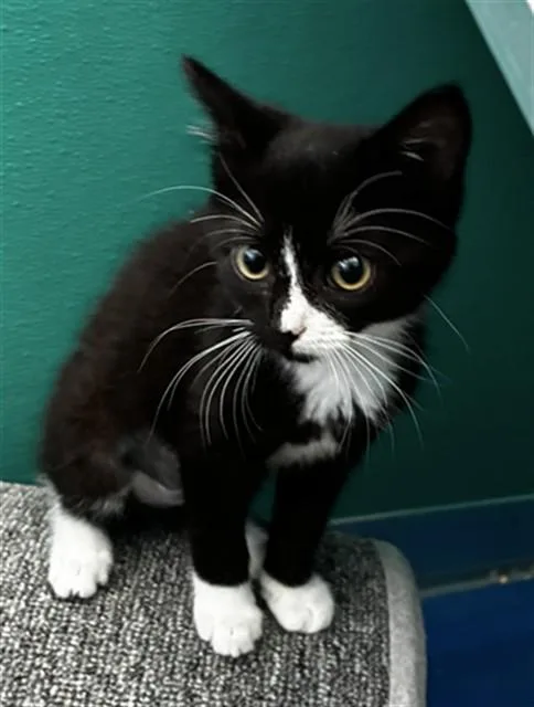 A baby small-sized female Domestic Short Hair cat named Queen Bee for adoption in Upper Marlboro, MD