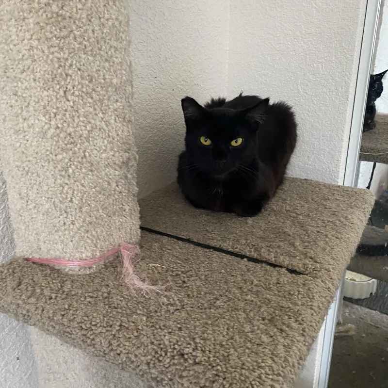 A baby small-sized female Black Abyssinian cat named Maxine for adoption in Hayward, CA