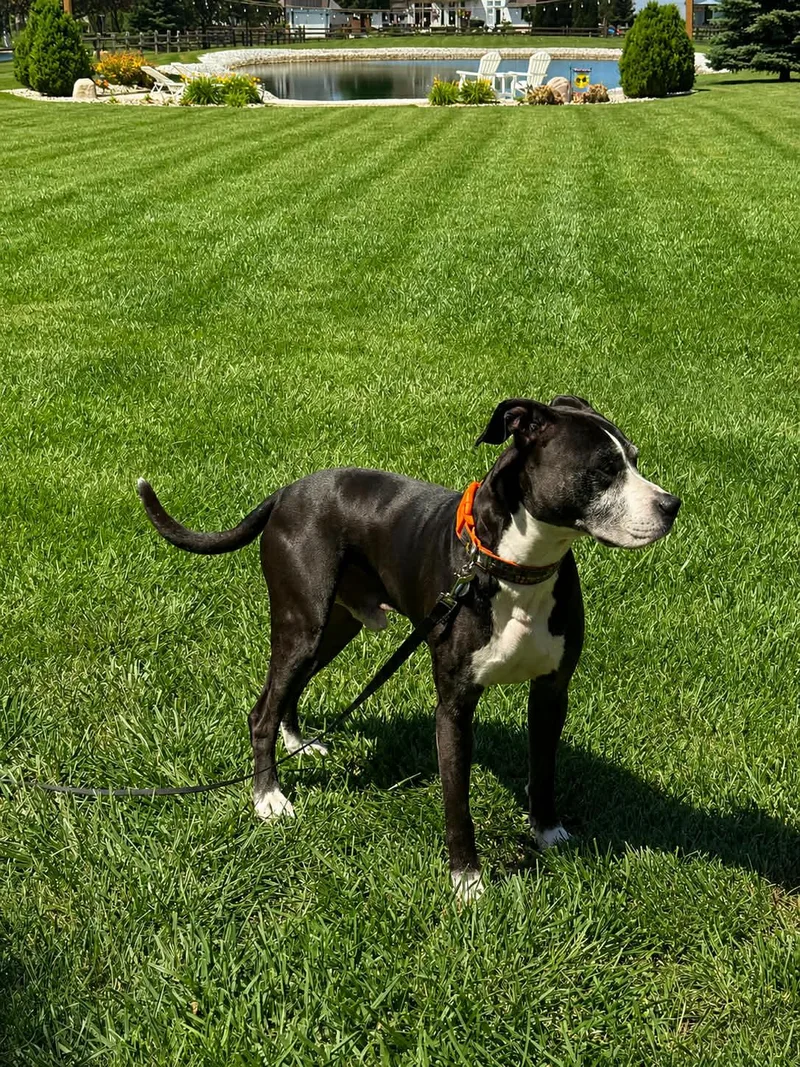 An adult medium-sized male Pit Bull Terrier dog named Langley for adoption in Oregon, OH