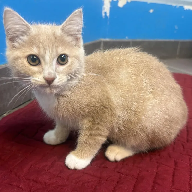 A baby small-sized female Buff / Tan / Fawn Domestic Short Hair cat named Dusty Rose for adoption in Columbus, GA