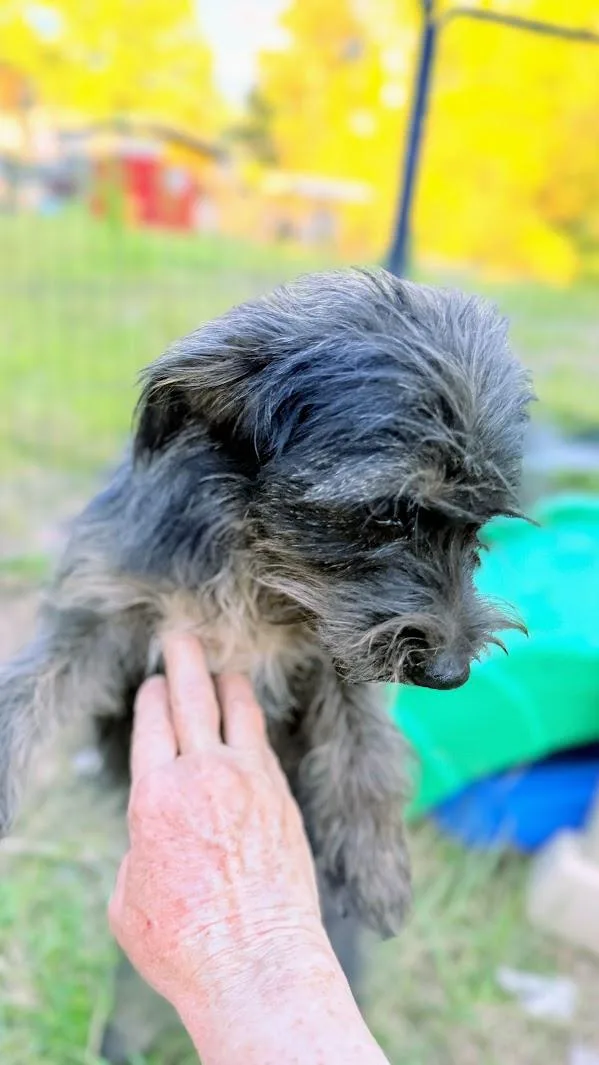 An adult small-sized female Wirehaired Terrier dog named Penelope for adoption in Fosters, AL