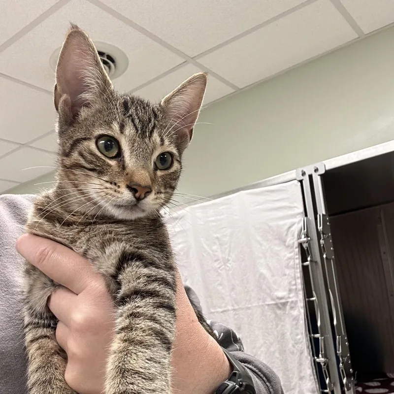 A young medium-sized male Brown / Chocolate Domestic Short Hair cat named Bon Jovi for adoption in East Smithfield , PA
