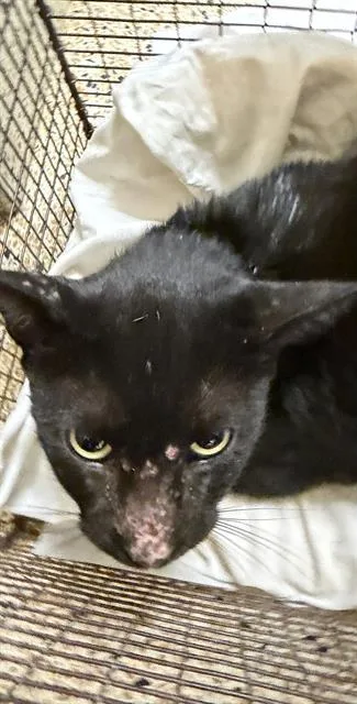 An adult small-sized male Domestic Short Hair cat named Draco for adoption in Miami, FL
