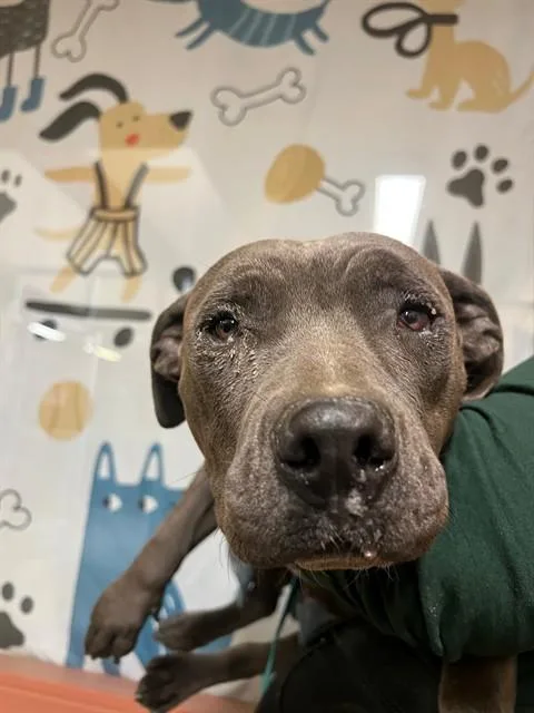 An adult small-sized female Pit Bull Terrier dog named Darcy for adoption in Riverside, CA