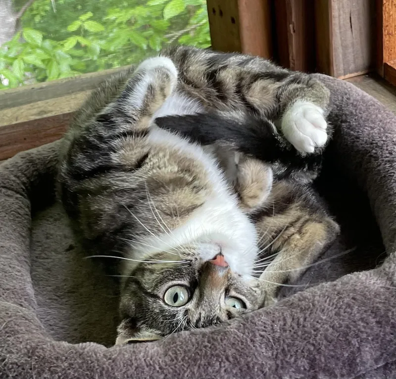 Chubba thumbnail 3