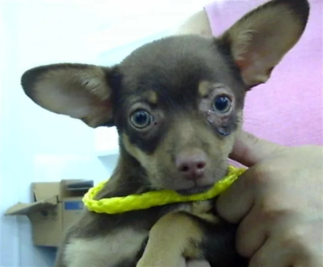 A young medium-sized female Mixed Breed dog named Papaya for adoption in Dallas, TX