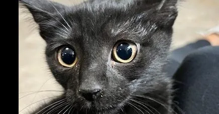 A baby small-sized female Black Domestic Short Hair cat named Talulah for adoption in Anoka, MN
