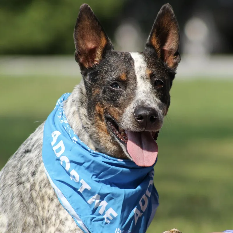 An adult medium-sized female Tricolor (Brown, Black, & White) Australian Cattle Dog / Blue Heeler dog named Zenith for adoption in Columbia, SC