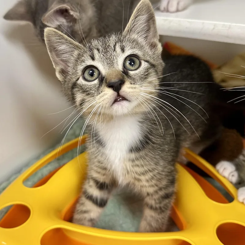 A young small-sized male Domestic Short Hair cat named Galileo for adoption in Reisterstown, MD