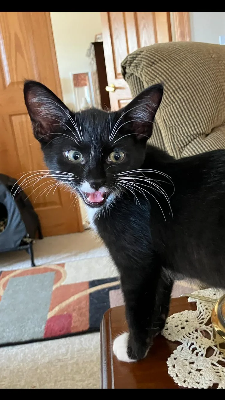 A young medium-sized female Tuxedo cat named Abbey Road for adoption in Wheeling, IL