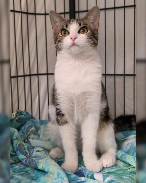 A baby small-sized female Domestic Short Hair cat named Winnie for adoption in Novato, CA