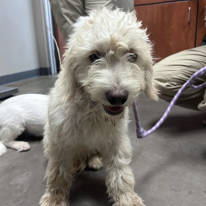 An adult small-sized male White / Cream Poodle dog named Gamora for adoption in Yuma, AZ