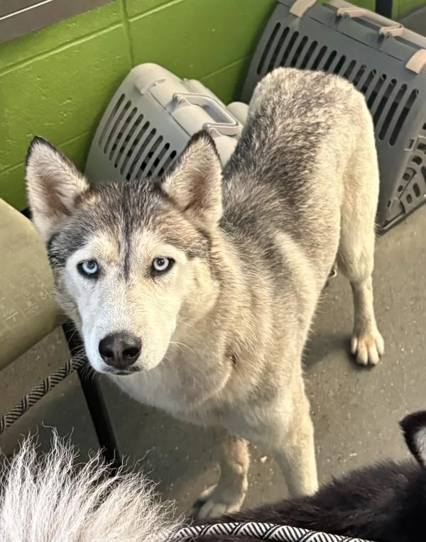 An adult large-sized female Siberian Husky dog named Pen C Terra for adoption in Lawrenceville, GA
