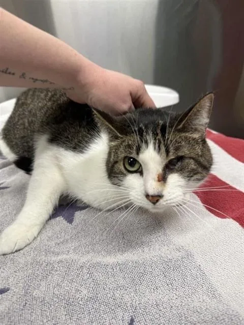 An adult medium-sized male Domestic Short Hair cat named Lovely for adoption in Fairbanks, AK