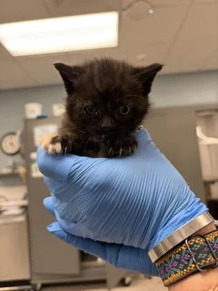 A baby small-sized female Domestic Short Hair cat named Violetshine for adoption in Gastonia, NC