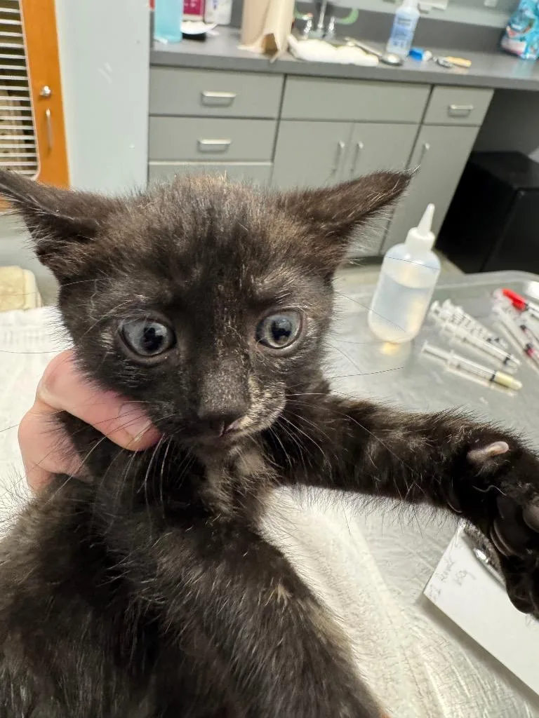 A baby medium-sized female Domestic Short Hair cat named No Bake for adoption in Bloomington, IN
