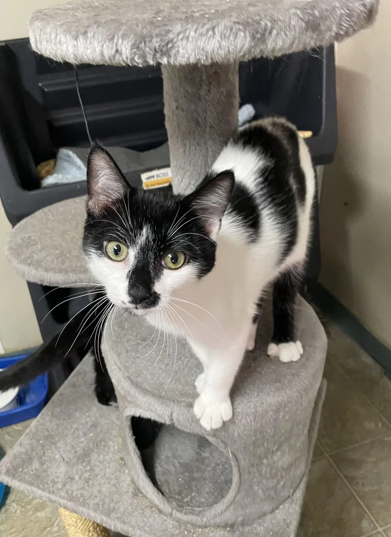 A young medium-sized male Black & White / Tuxedo Domestic Short Hair cat named Bobby for adoption in Stover, MO