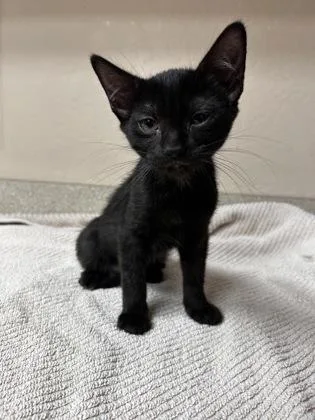 A young small-sized female Domestic Short Hair cat named Widget for adoption in Phoenix, AZ