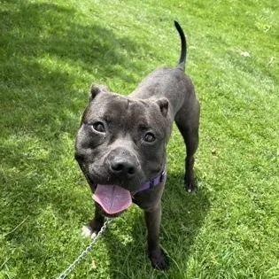 A young medium-sized male Black Pit Bull Terrier dog named Oozo for adoption in Ithaca, NY