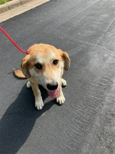 A young medium-sized female Mixed Breed dog named Ruby for adoption in Dallas, TX