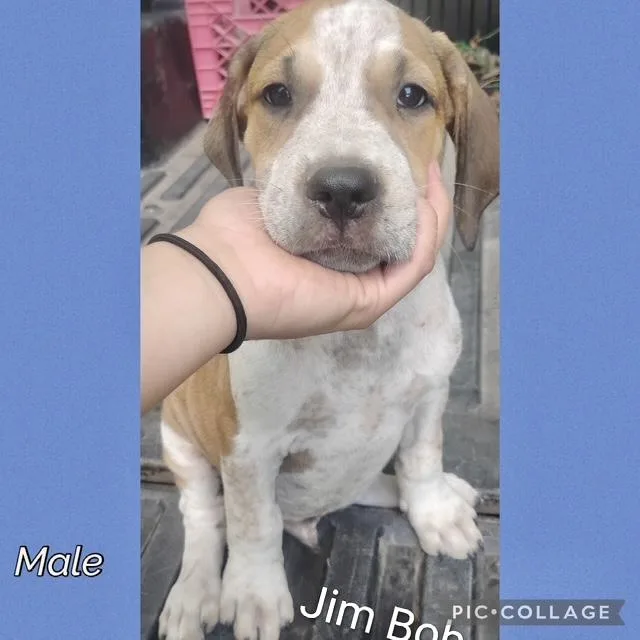 A baby medium-sized male Hound dog named Jim Bob for adoption in Manchester, CT