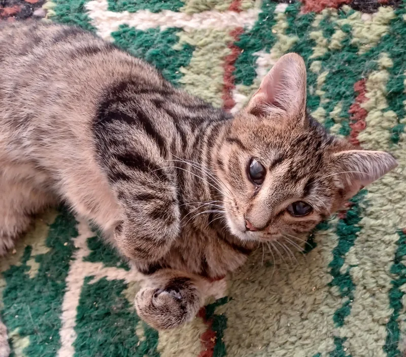 A baby medium-sized male Tabby (Brown / Chocolate) Domestic Short Hair cat named Radar for adoption in Lemoyne, PA