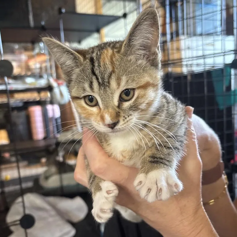 A baby small-sized female Torbie Domestic Short Hair cat named Swan for adoption in Westminster, CA