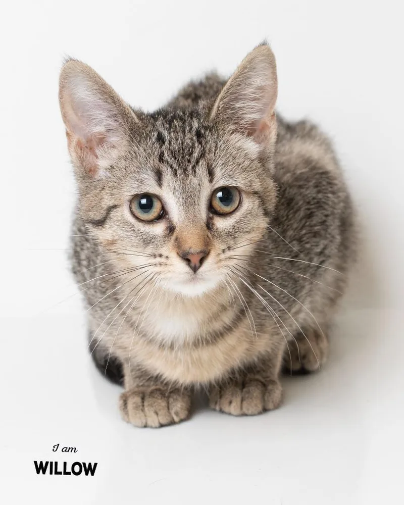 A baby small-sized female Domestic Short Hair cat named Willow for adoption in Boone, IA