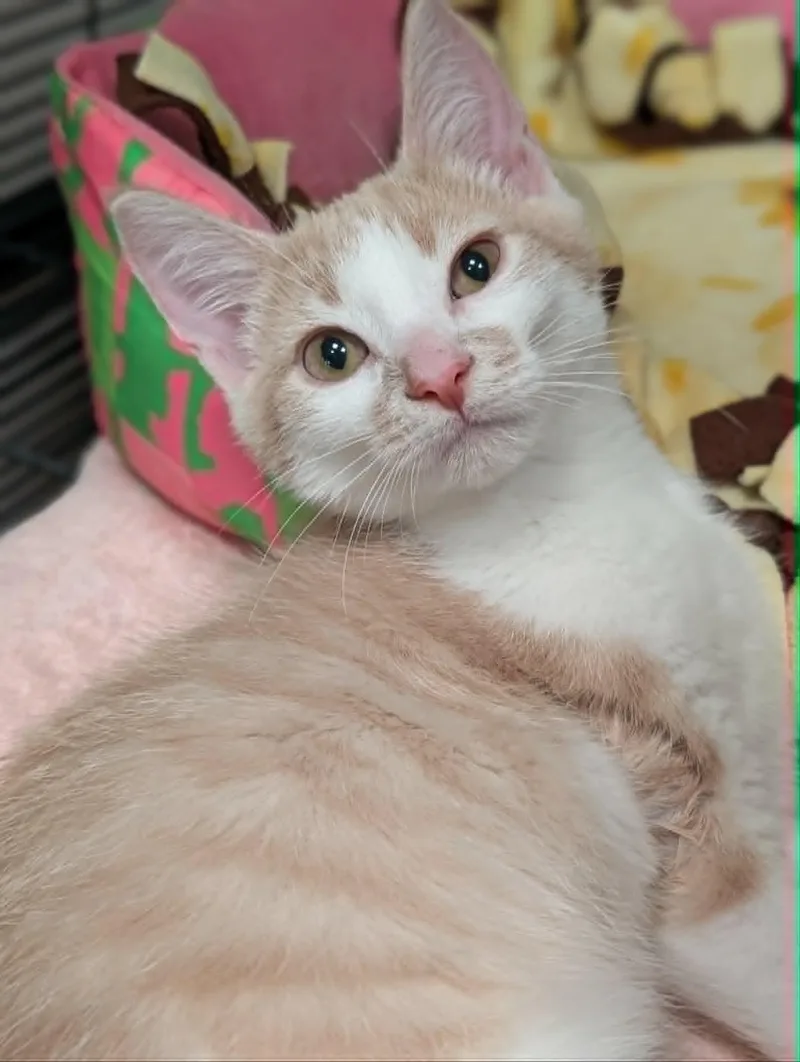 A baby medium-sized male Buff & White Domestic Short Hair cat named Mordecai for adoption in Chambersburg, PA