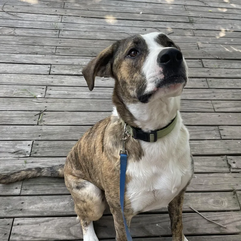 Remington thumbnail 2