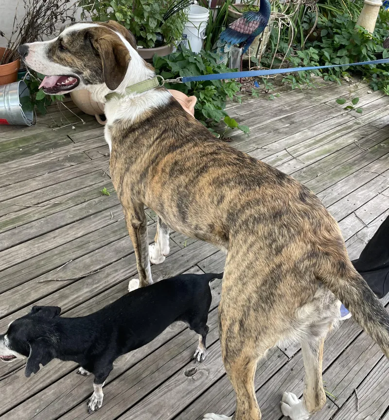 Remington thumbnail 3