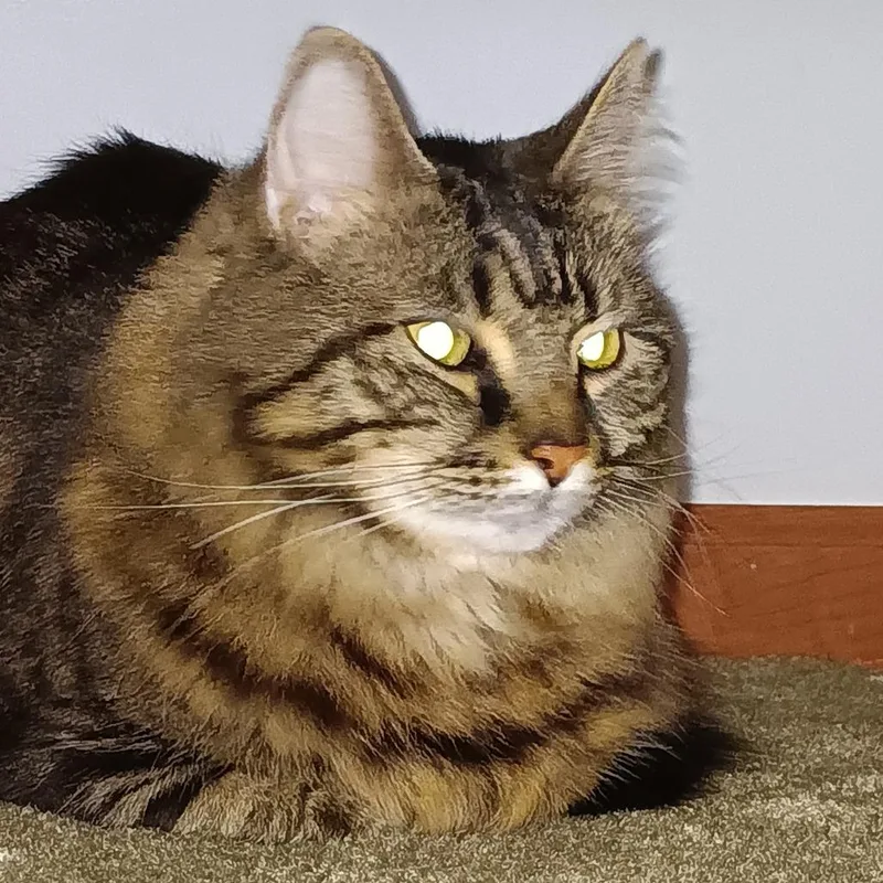 An adult small-sized female Brown / Chocolate Domestic Long Hair cat named Jupiter for adoption in Saratoga Springs, NY