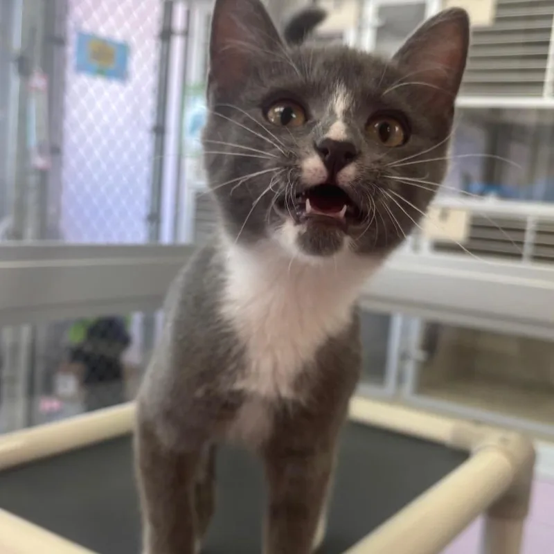 A baby small-sized female Gray / Blue / Silver Domestic Short Hair cat named Minette for adoption in Marshalltown, IA